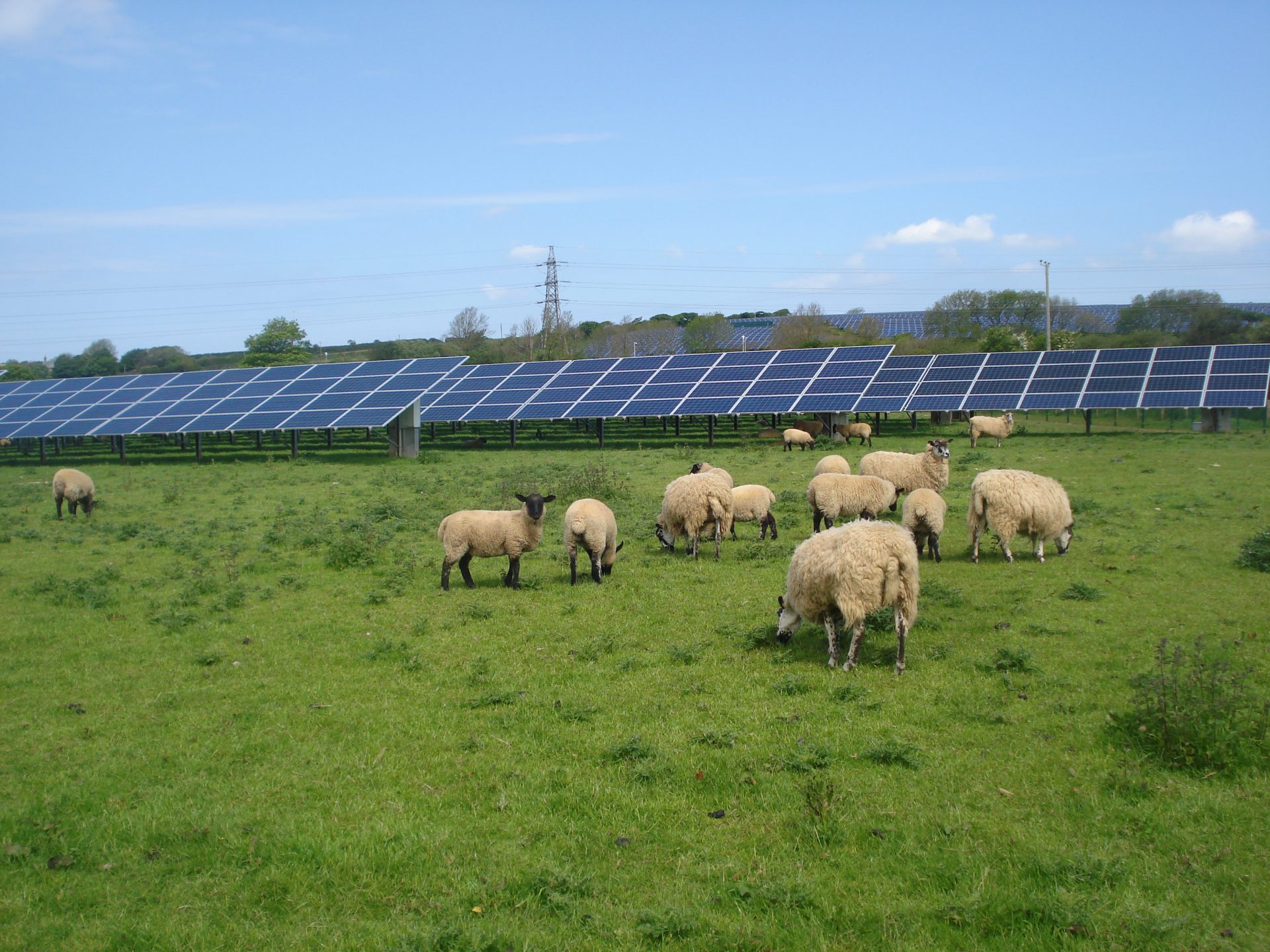 Sheep grazing in a green field in front of solar panels